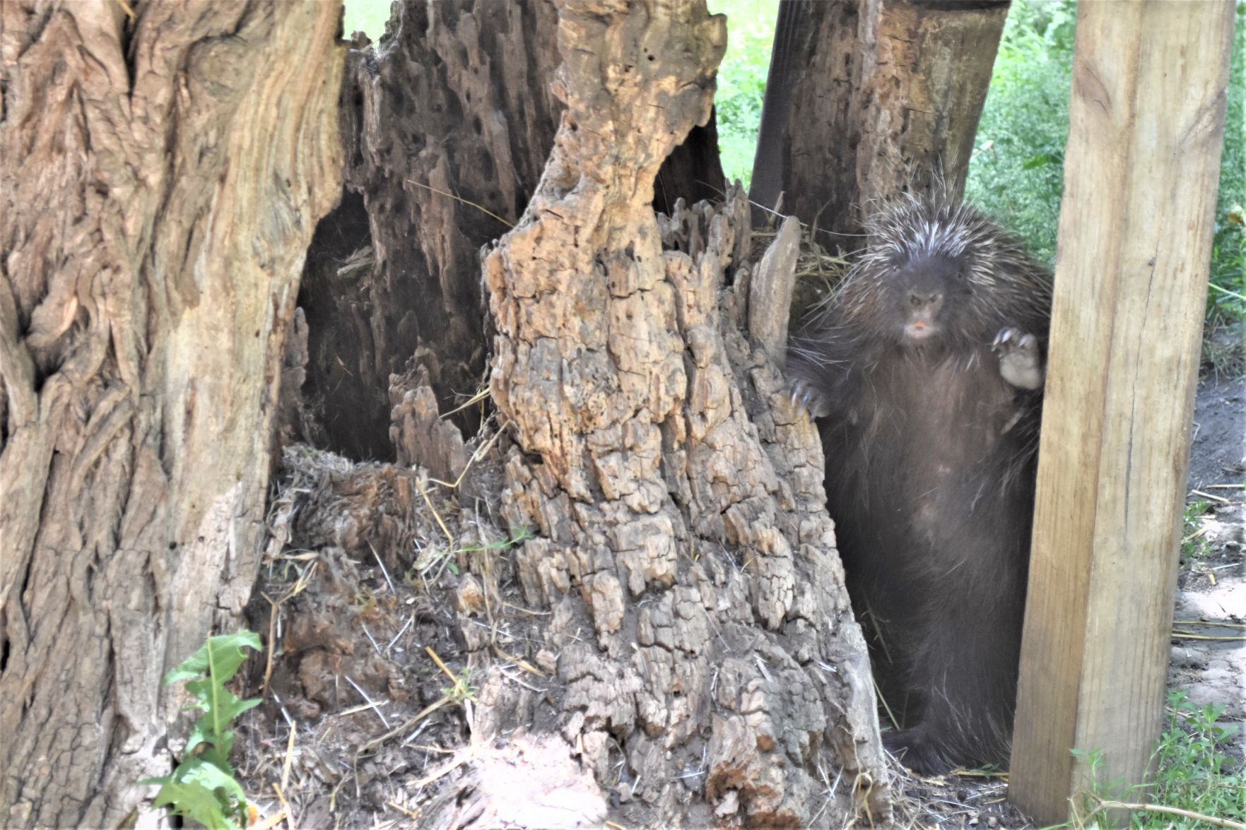 African crested porcupine